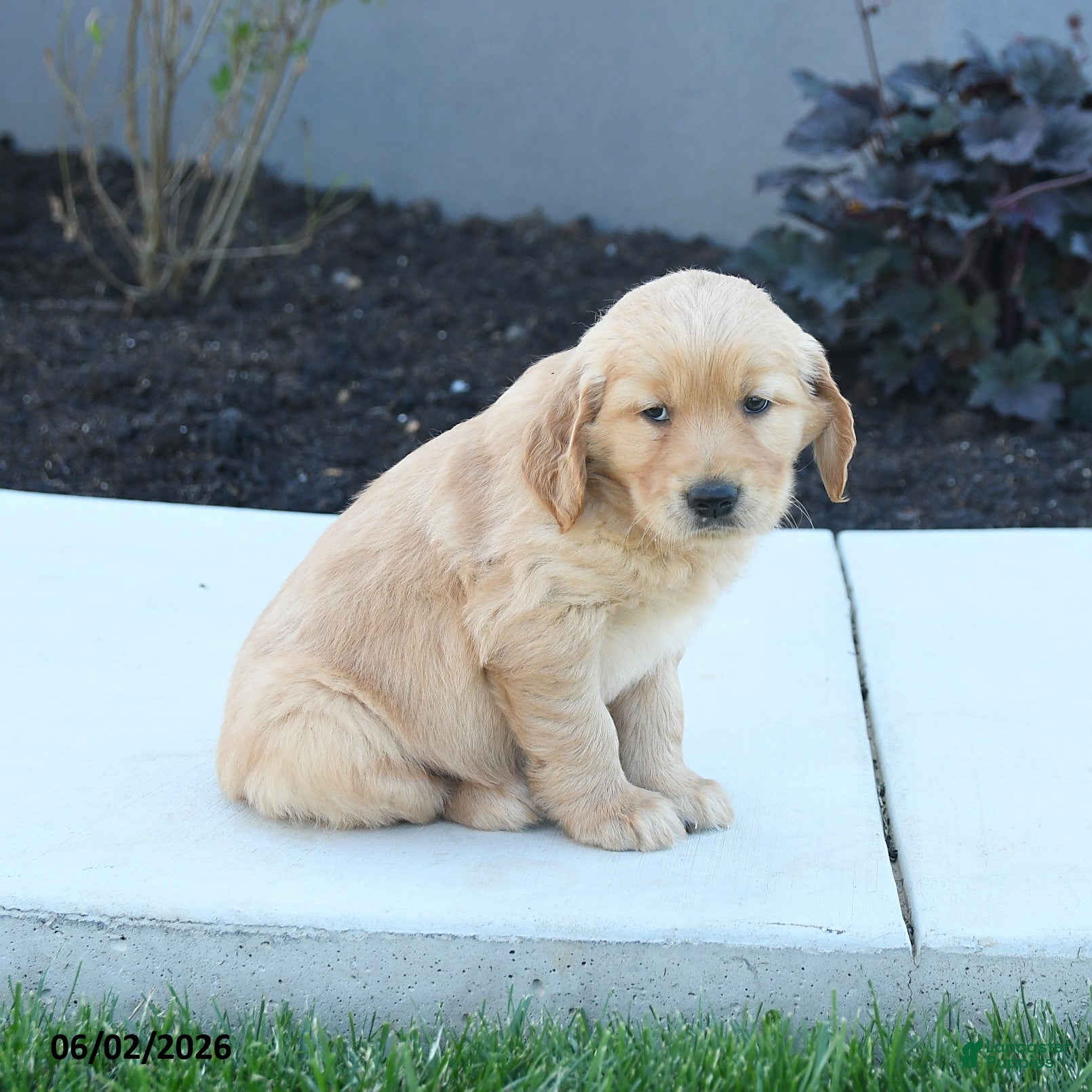 Golden Retriever dogs for sale: Woody - Ad 2