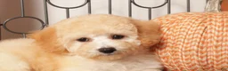 Bichpoo dogs for sale: Nova Shy Poochon  - Ad 3