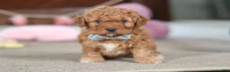 Cavapoo dogs for sale: Henry - Ad 4