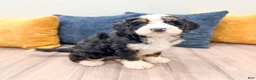 Mini Bernedoodle dogs for sale: Bruno - Ad 7