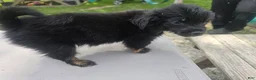 Pomchi dogs for sale: Mittens - Ad 14