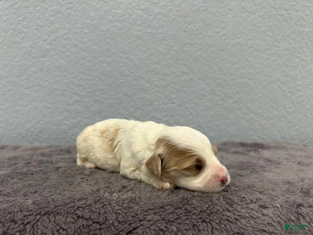Mini Goldendoodle dogs for sale: Tessa - Ad 2
