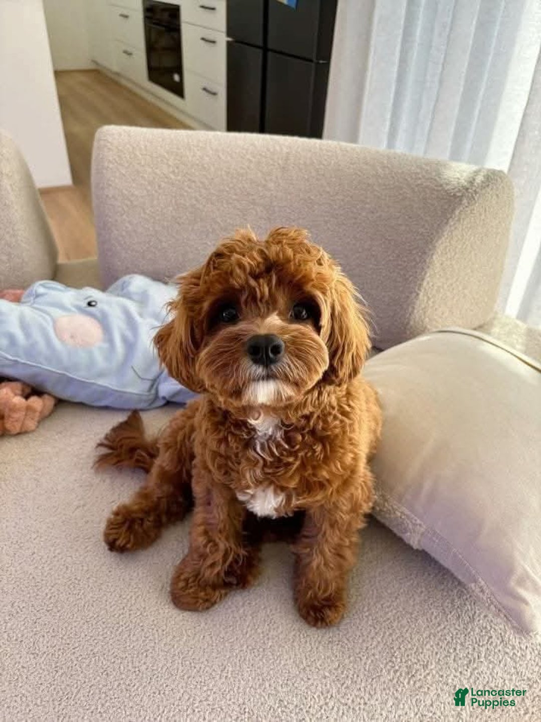 Mixed Breed dogs for sale: Mixed Breed Puppy 1 - Ad 2