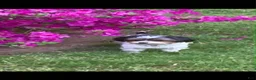 Yorkshire Terrier dogs for sale: Yorkshire Terrier 2 - Ad 3