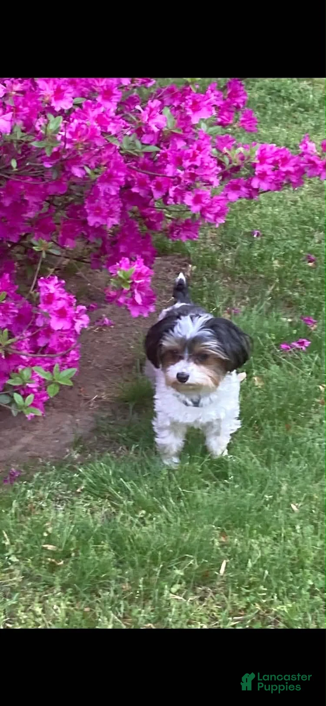 Yorkshire Terrier dogs for sale: Yorkshire Terrier 2 - Ad 3