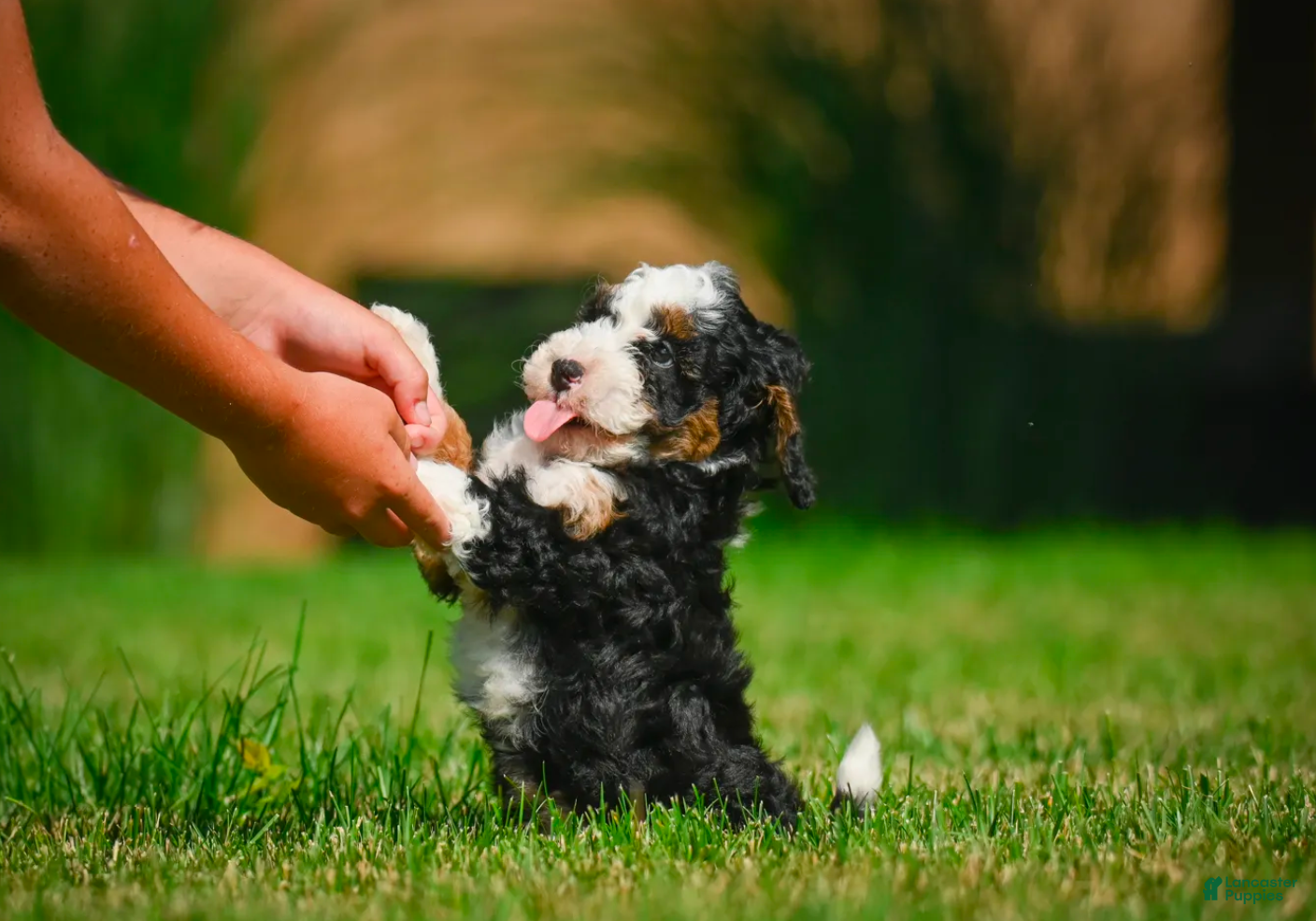 Bernedoodle dogs for sale: Ace - Ad 4