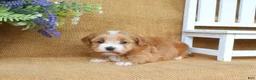 Havanese dogs for sale: Hannah - Ad 4