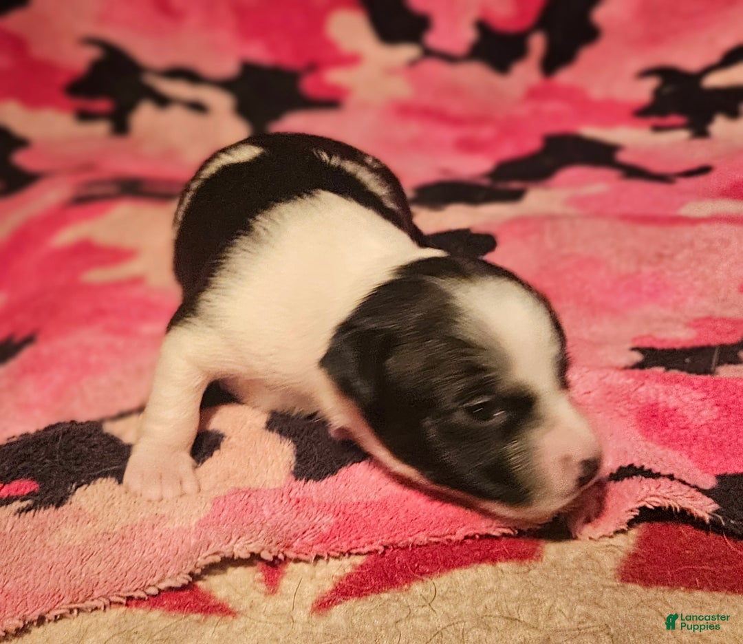 Chihuahua dogs for sale: Diane - Ad 1