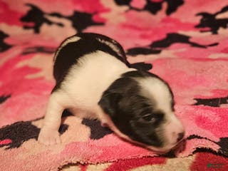 Chihuahua dogs Diane (T-Cup) - Ad 37