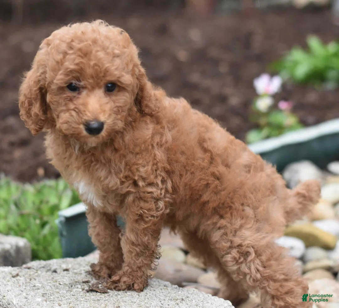 Miniature Poodle dogs for sale: Pickles - Ad 1
