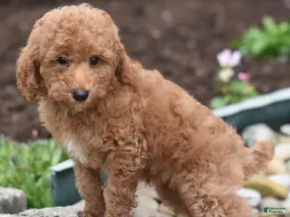 Miniature Poodle dogs for sale: Pickles - Ad 2