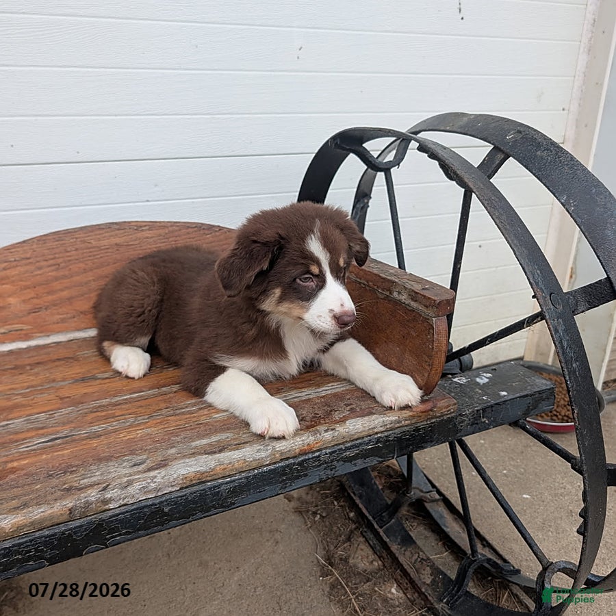 Mixed Breed dogs Lana - Ad 15