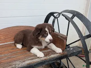 Mixed Breed dogs Lana - Ad 15