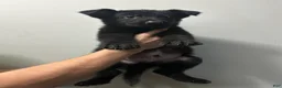 German Shepherd dogs for sale: German Shepherd 3 - Ad 3