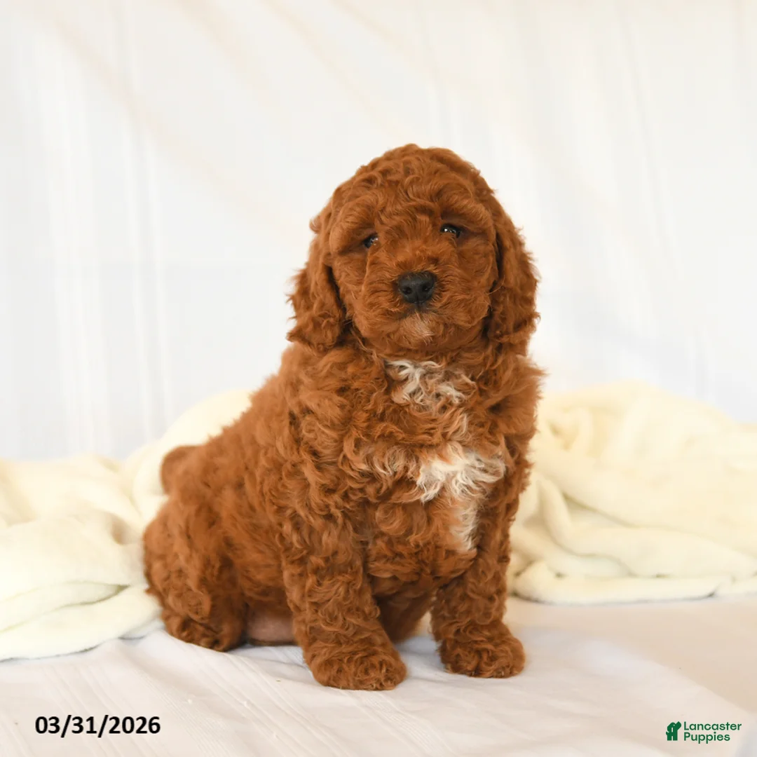 Miniature Poodle dogs for sale: Gem  - Ad 1