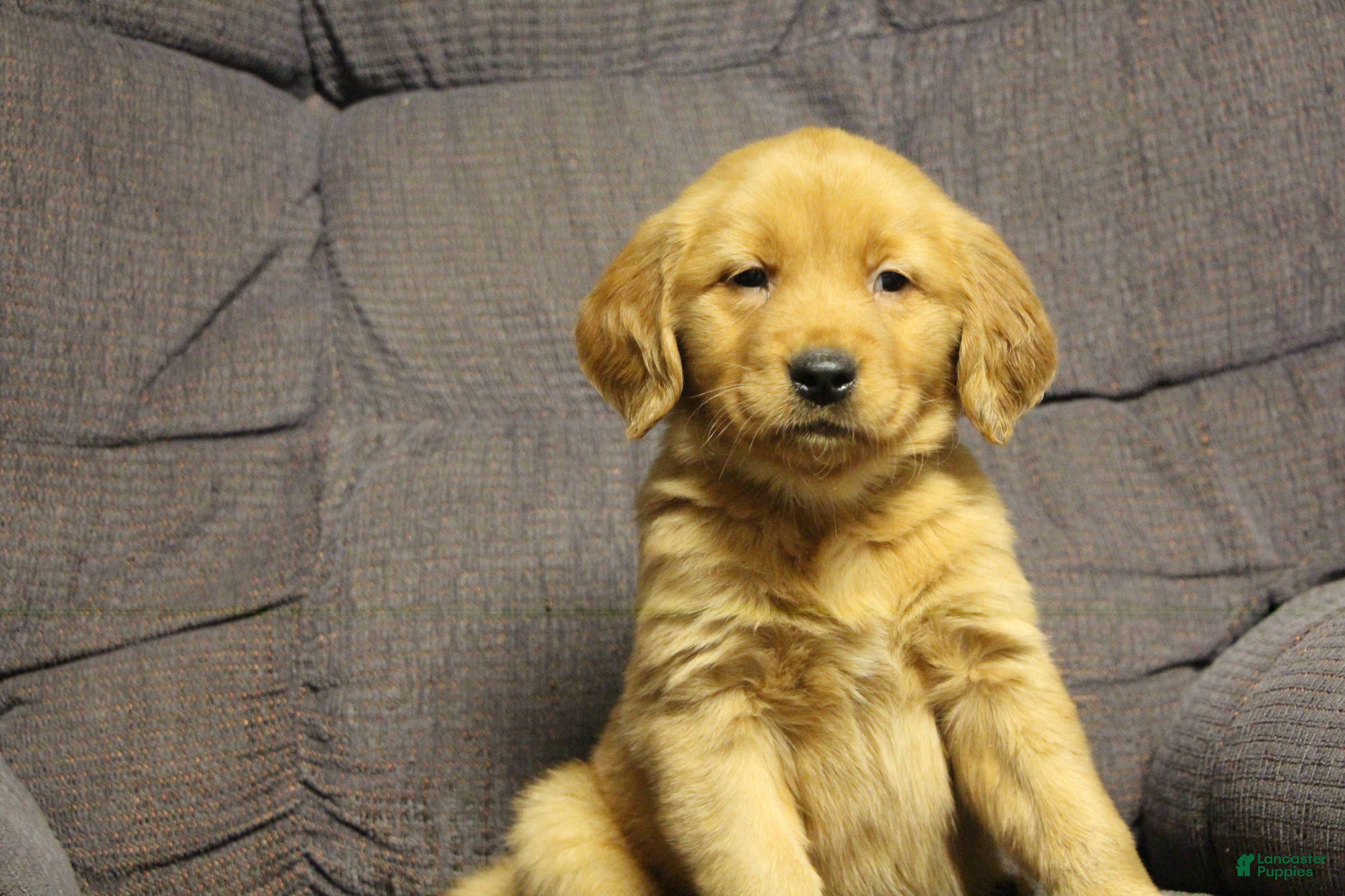 Golden Retriever dogs Brinn - Ad 36