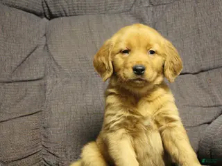 Golden Retriever dogs Brinn - Ad 36