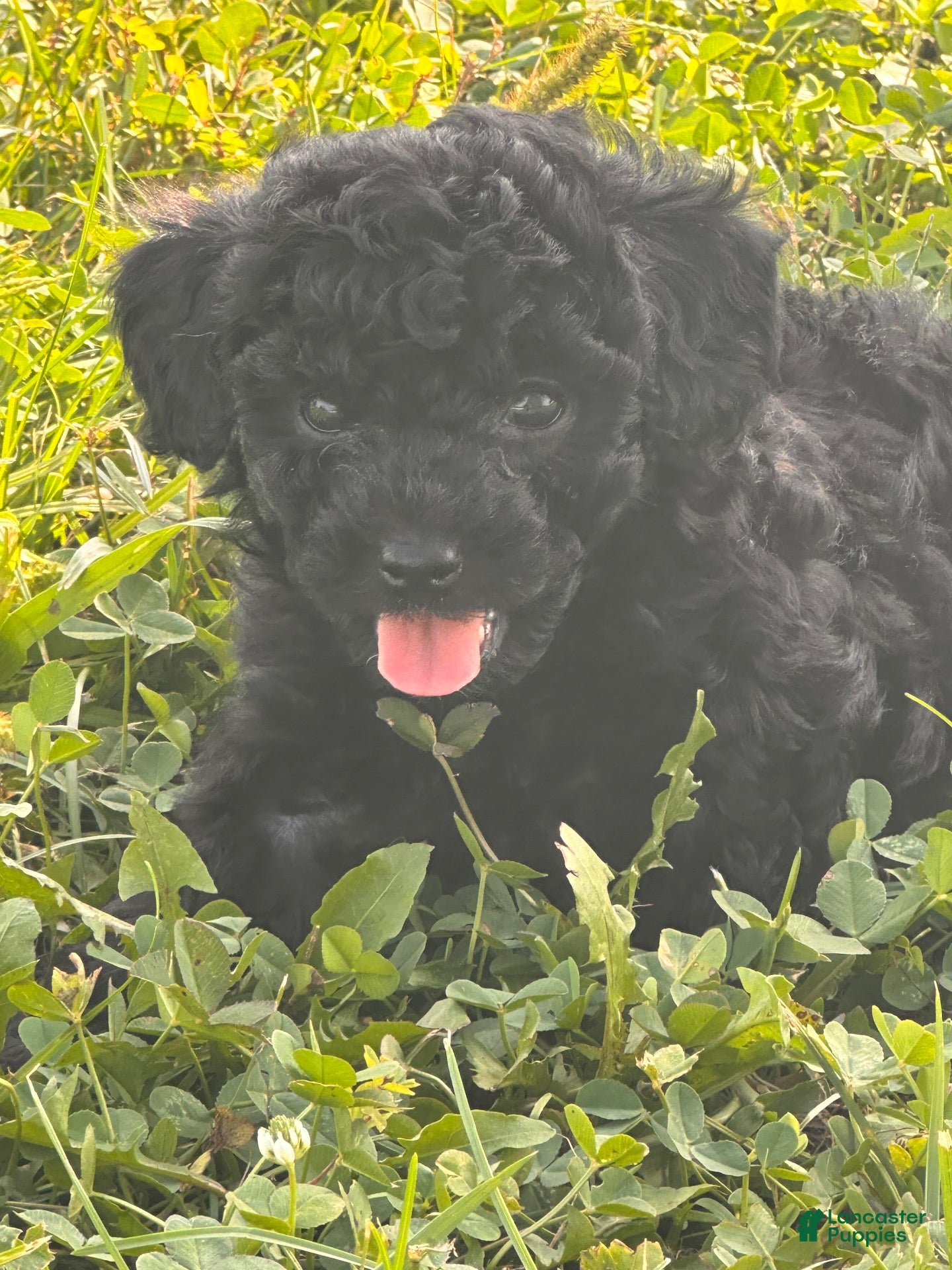 Toy Poodle dogs for sale: Toy Poodle 3 - Ad 2