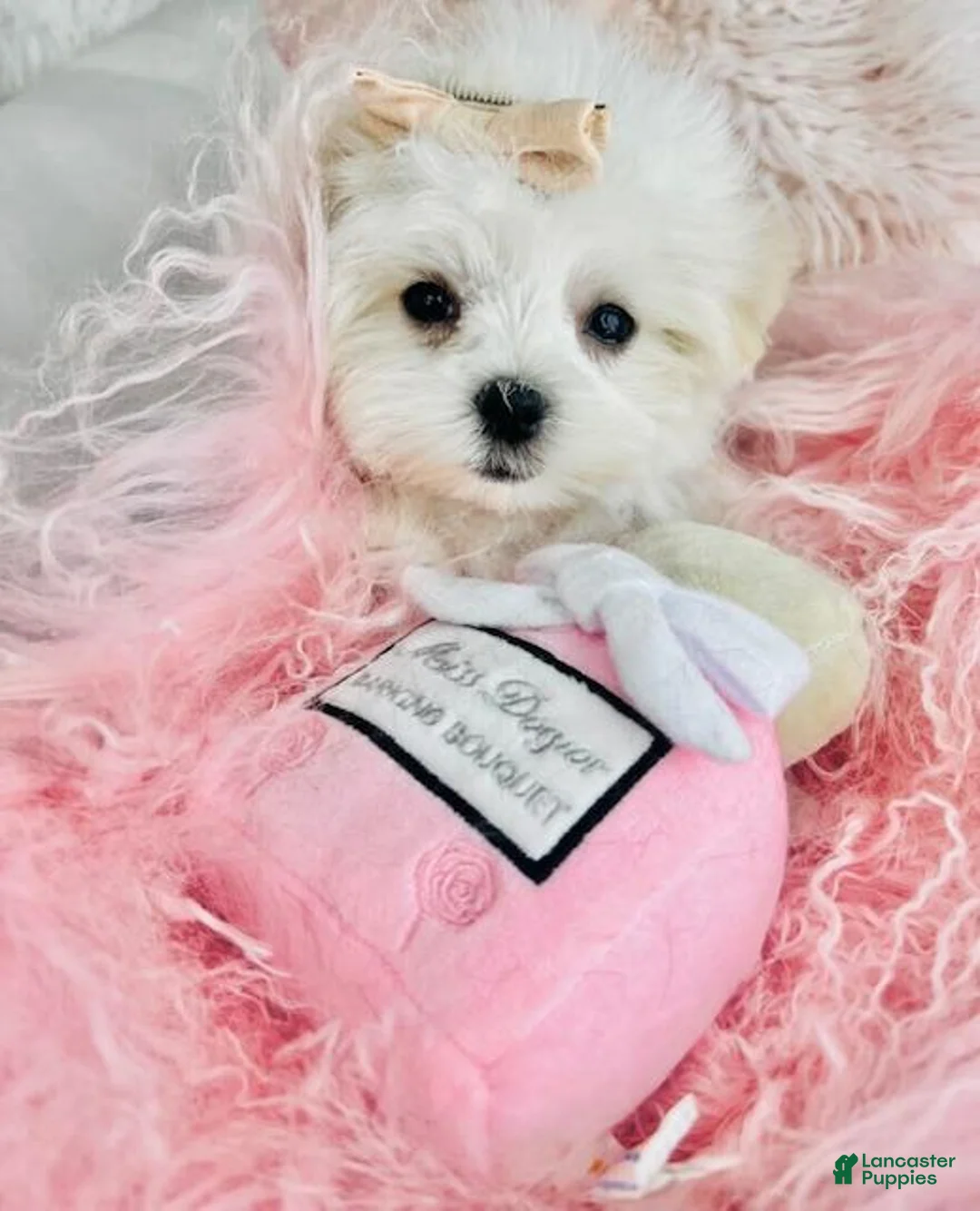 Maltese dogs for sale: Maltese Puppy 1 - Ad 2