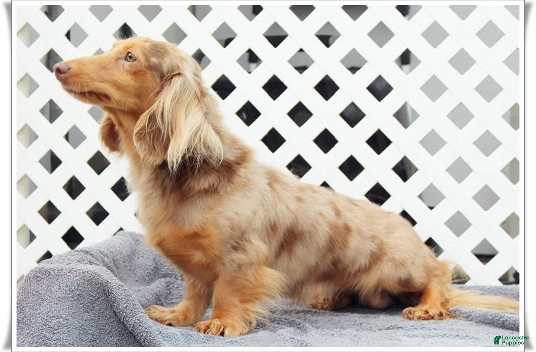 Dachshund dogs for sale: Edward BTD 6171 - Ad 9