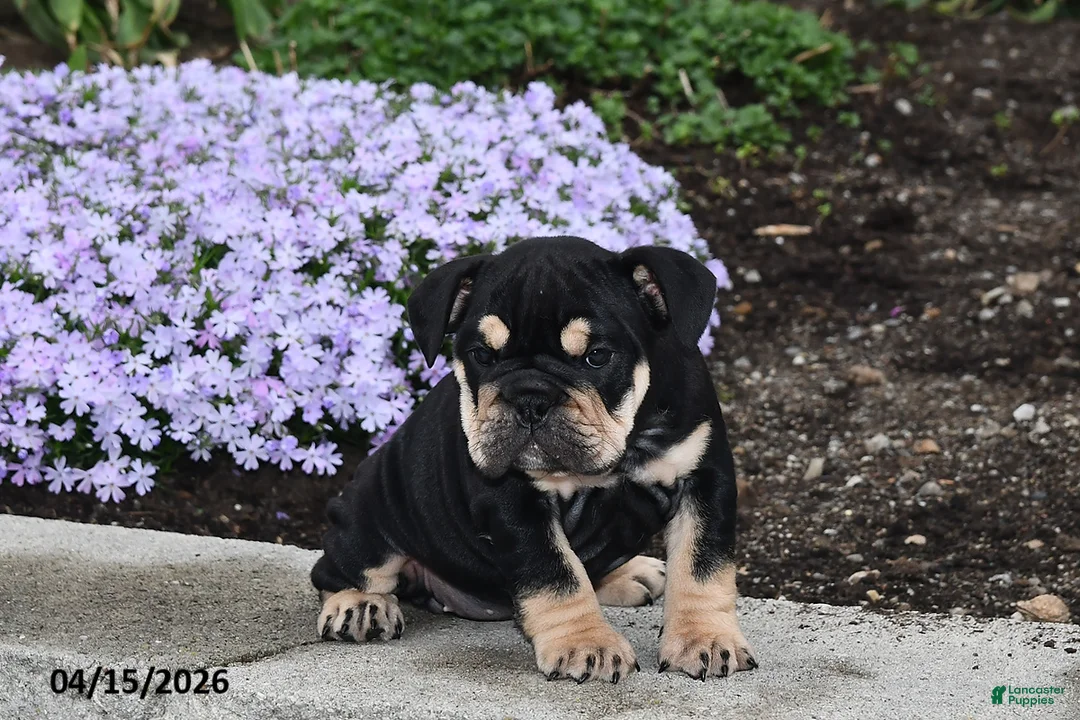 English Bulldog dogs for sale: Dolly - Ad 2