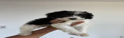 Yorkiepoo dogs for sale: Dolly - Ad 1