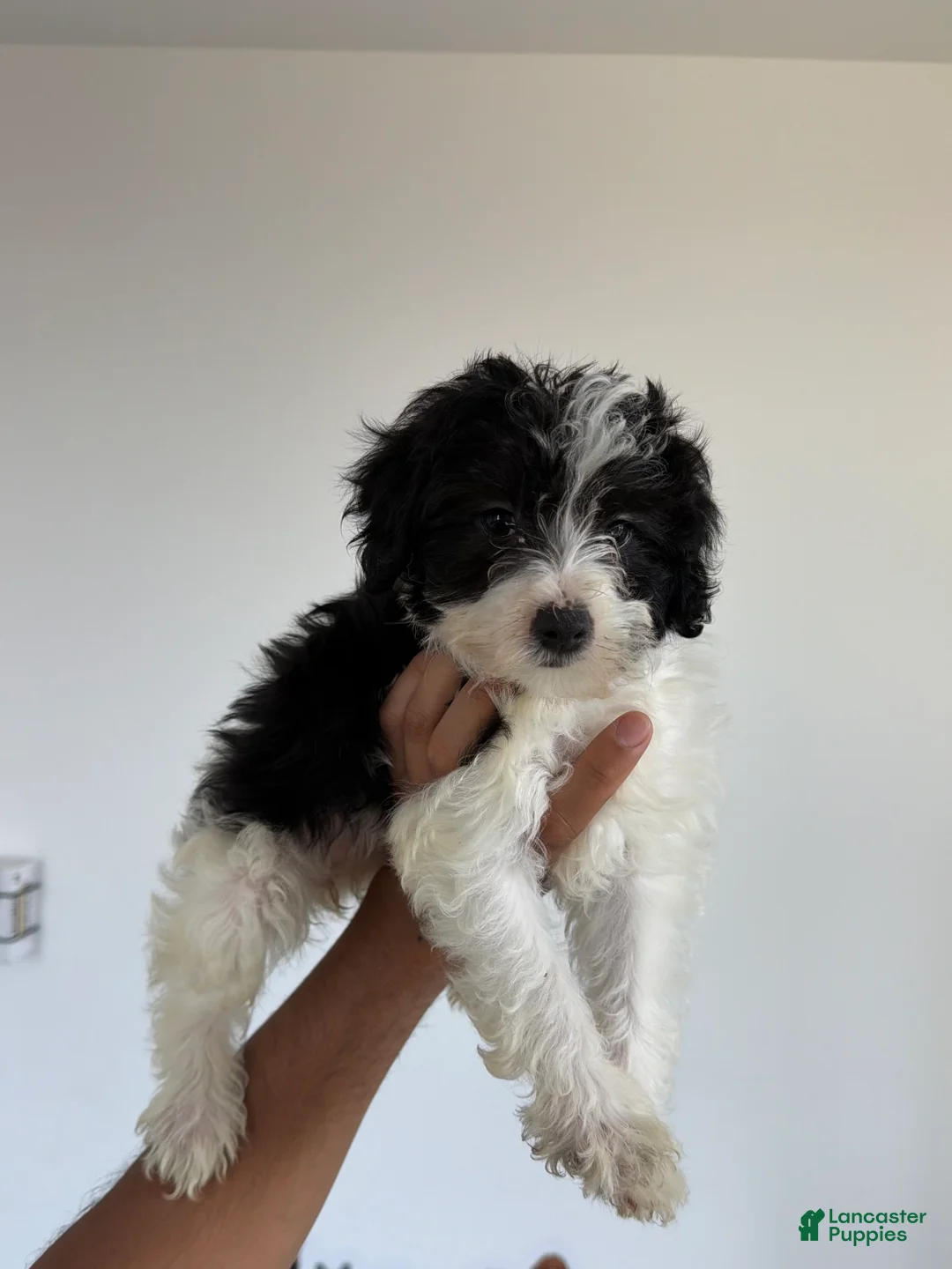 Yorkiepoo dogs for sale: Dolly - Ad 1