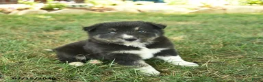 Hugo 