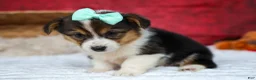 Welsh Corgi Pembroke dogs for sale: Amara🌸 - Ad 14