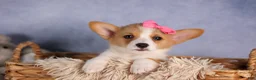 Welsh Corgi Pembroke dogs for sale: Callie  - Ad 14