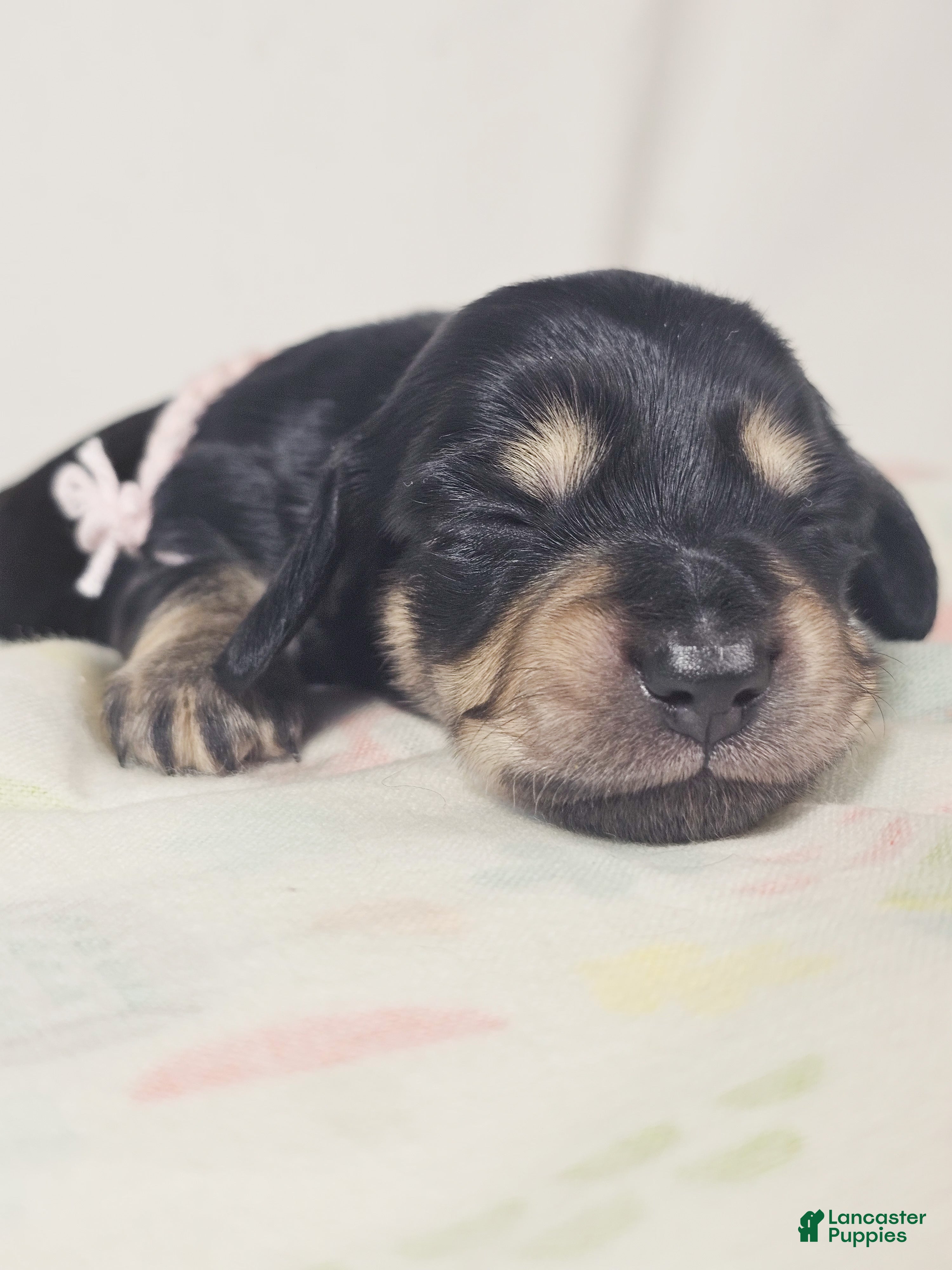 Miniature Dachshund dogs Bun - Ad 2