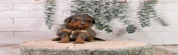 Bernedoodle dogs for sale: Summit - Ad 5