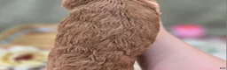 Cockapoo dogs for sale: Versace - Ad 25