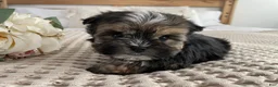 Morkie dogs for sale: Teacup Nugget - Ad 15
