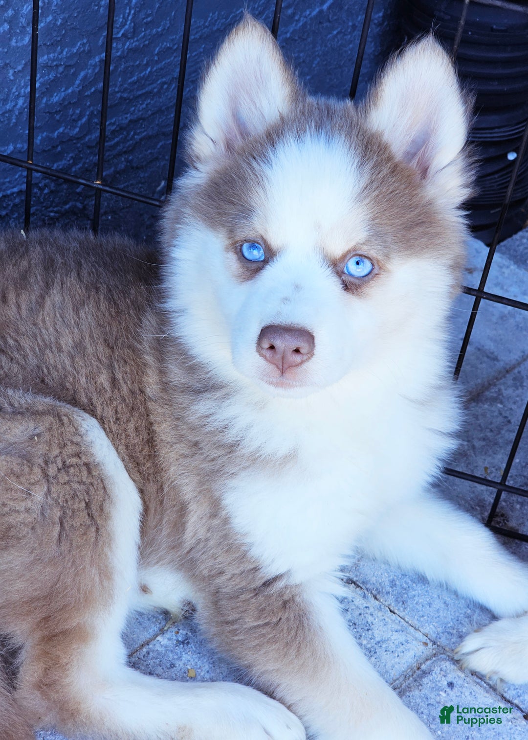 Pomsky dogs for sale: Lavvy - Ad 3