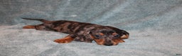 Miniature Dachshund dogs for sale: Lucy Mini  - Ad 3