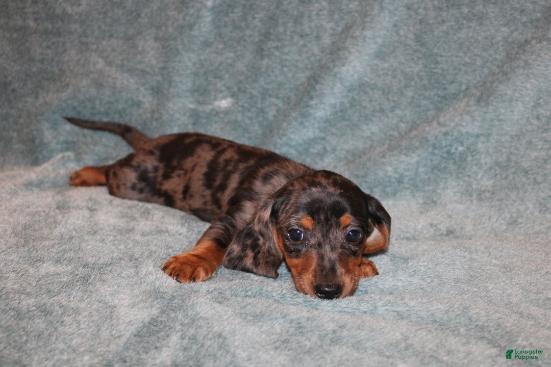 Miniature Dachshund dogs for sale: Lucy Mini  - Ad 3