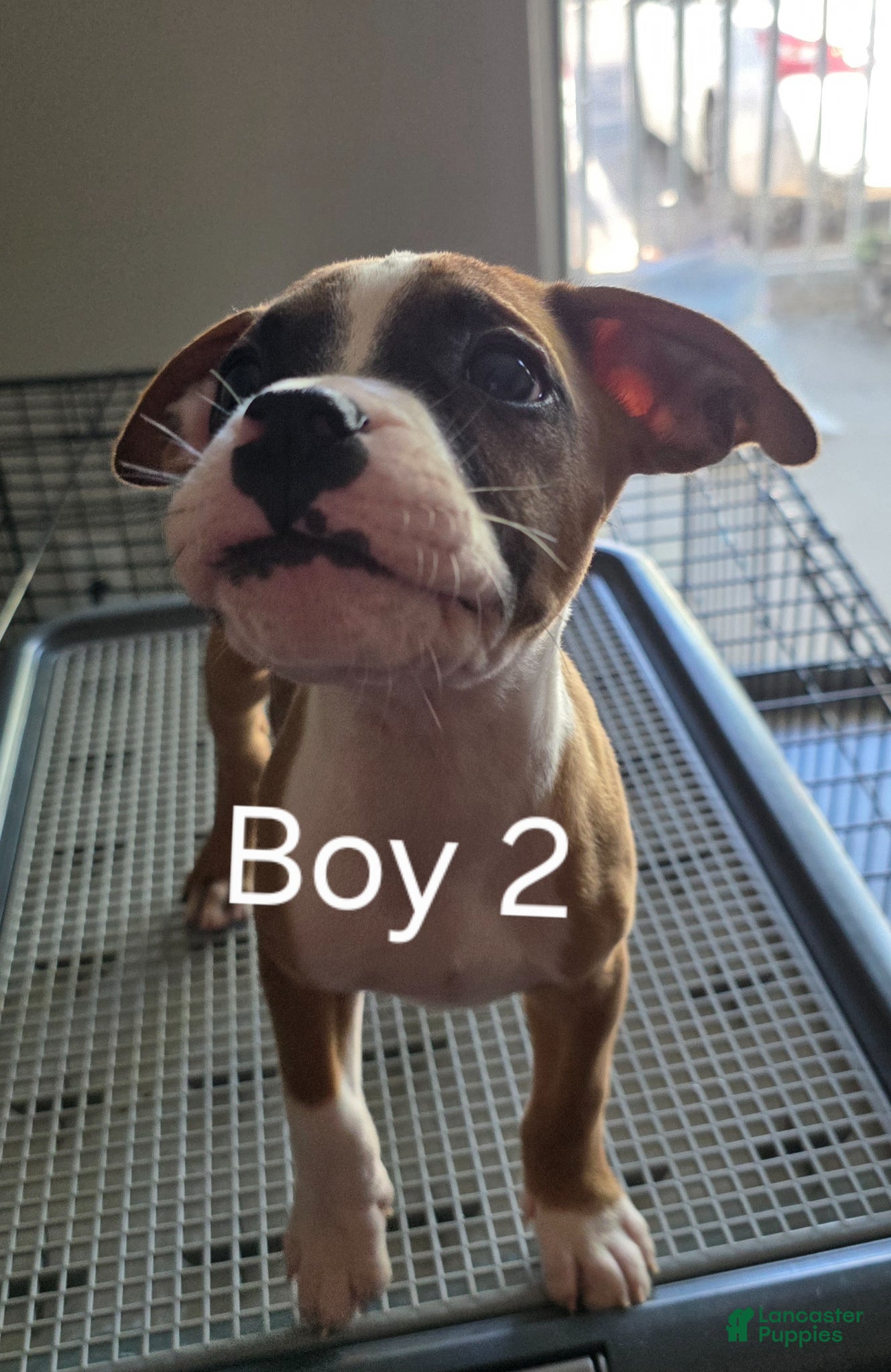 Mixed Breed dogs Gucci Mon - Ad 1