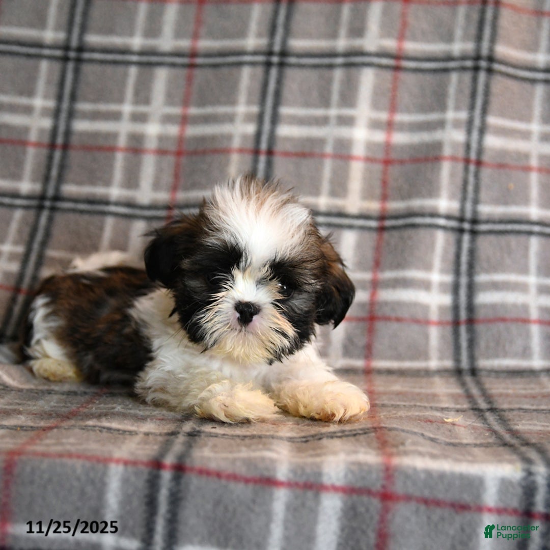 Shih Tzu dogs for sale: Congo - Ad 4