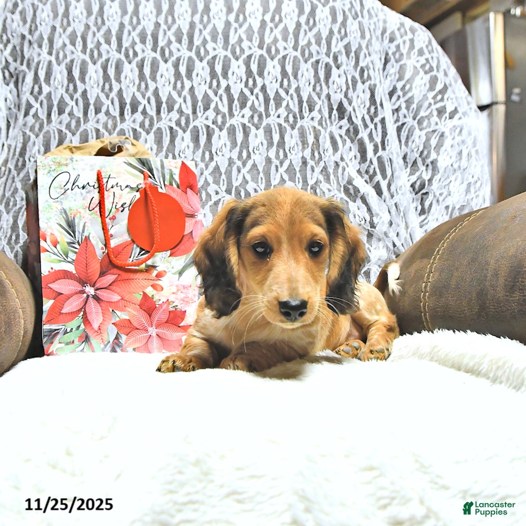 Miniature Dachshund dogs for sale: Aspen - Ad 3