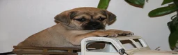 Puggle dogs for sale: Casey - Ad 2