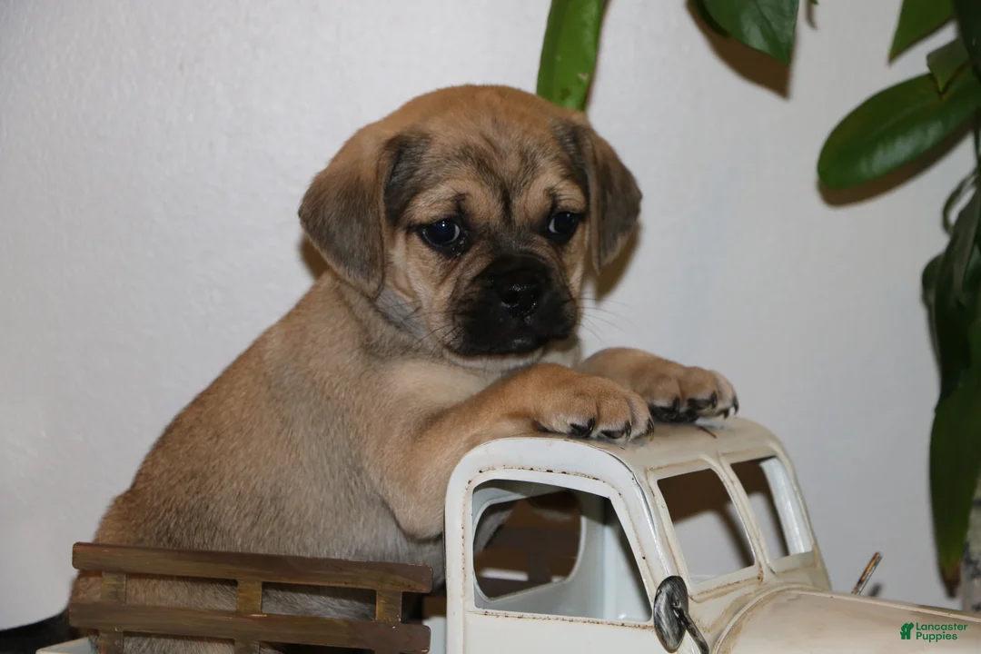 Puggle dogs for sale: Casey - Ad 2