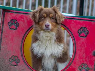 Mixed Breed dogs for sale: Mya - Ad 3