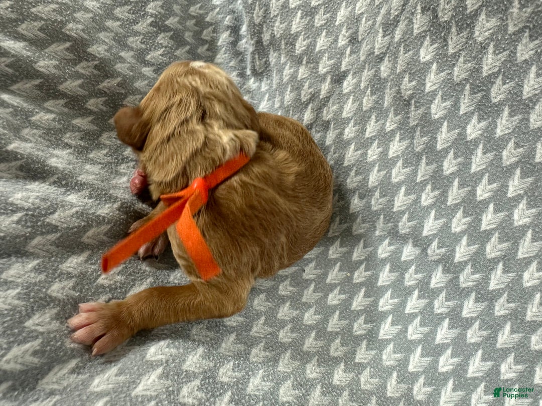 Goldendoodle dogs for sale: Orange - Ad 6