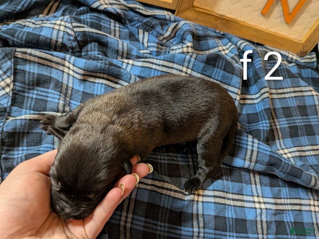 Belgian Malinois dogs for sale: Belgian Malinois Puppy 7 - Ad 3