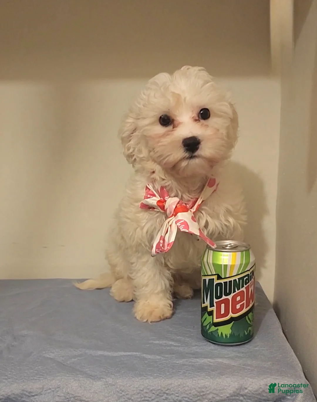 Maltese dogs for sale: Maltese Puppy 1 - Ad 2