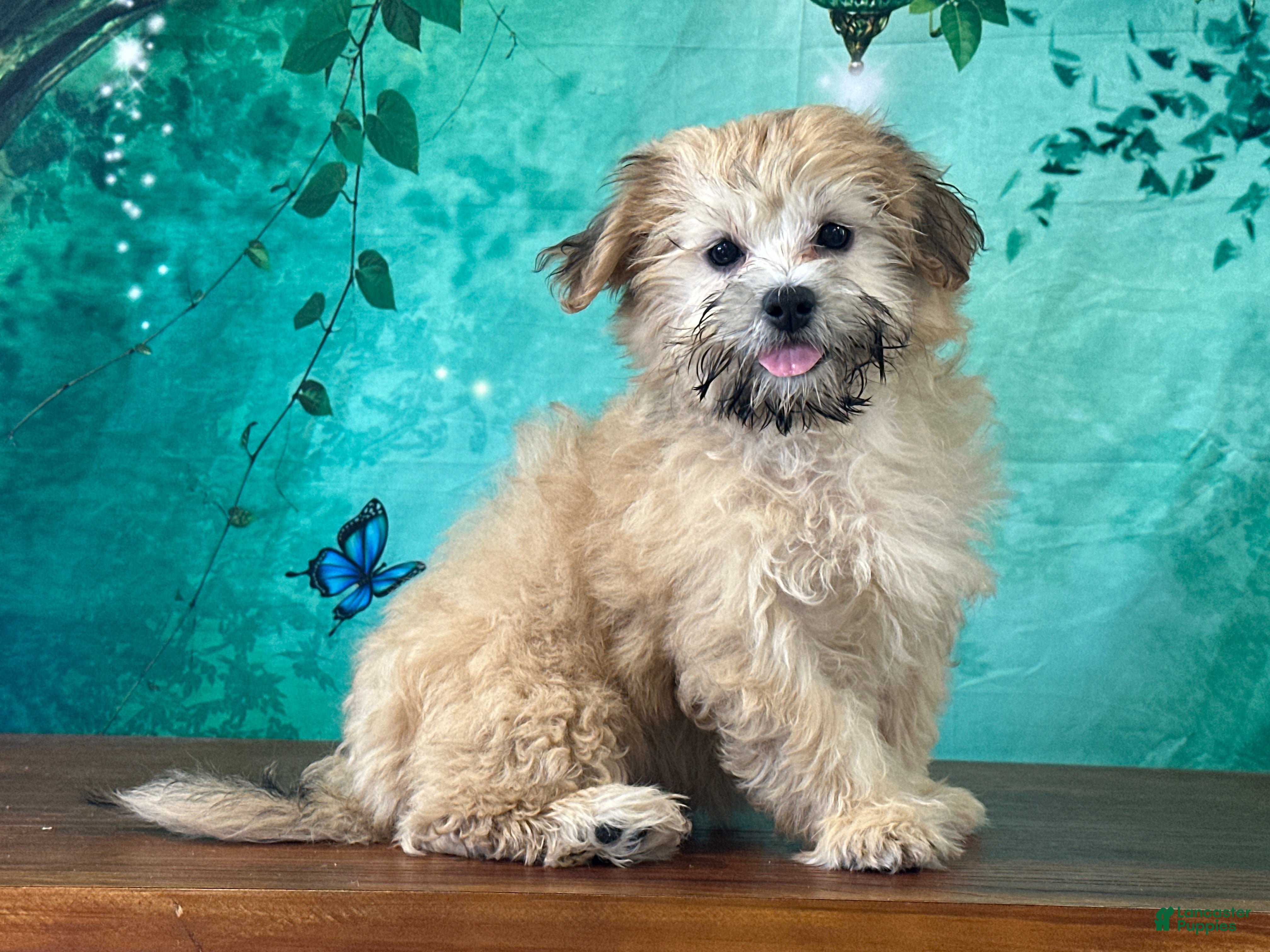 Teddy Bear dogs Dolly - Ad 2
