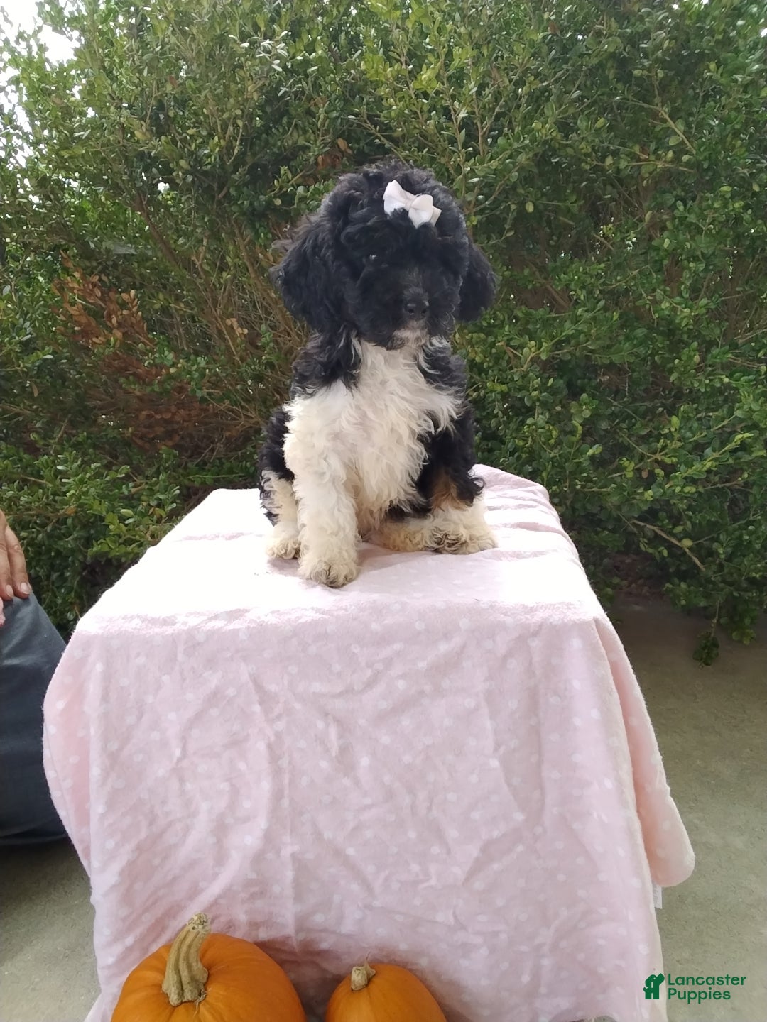 Cockapoo dogs Nick - Ad 2