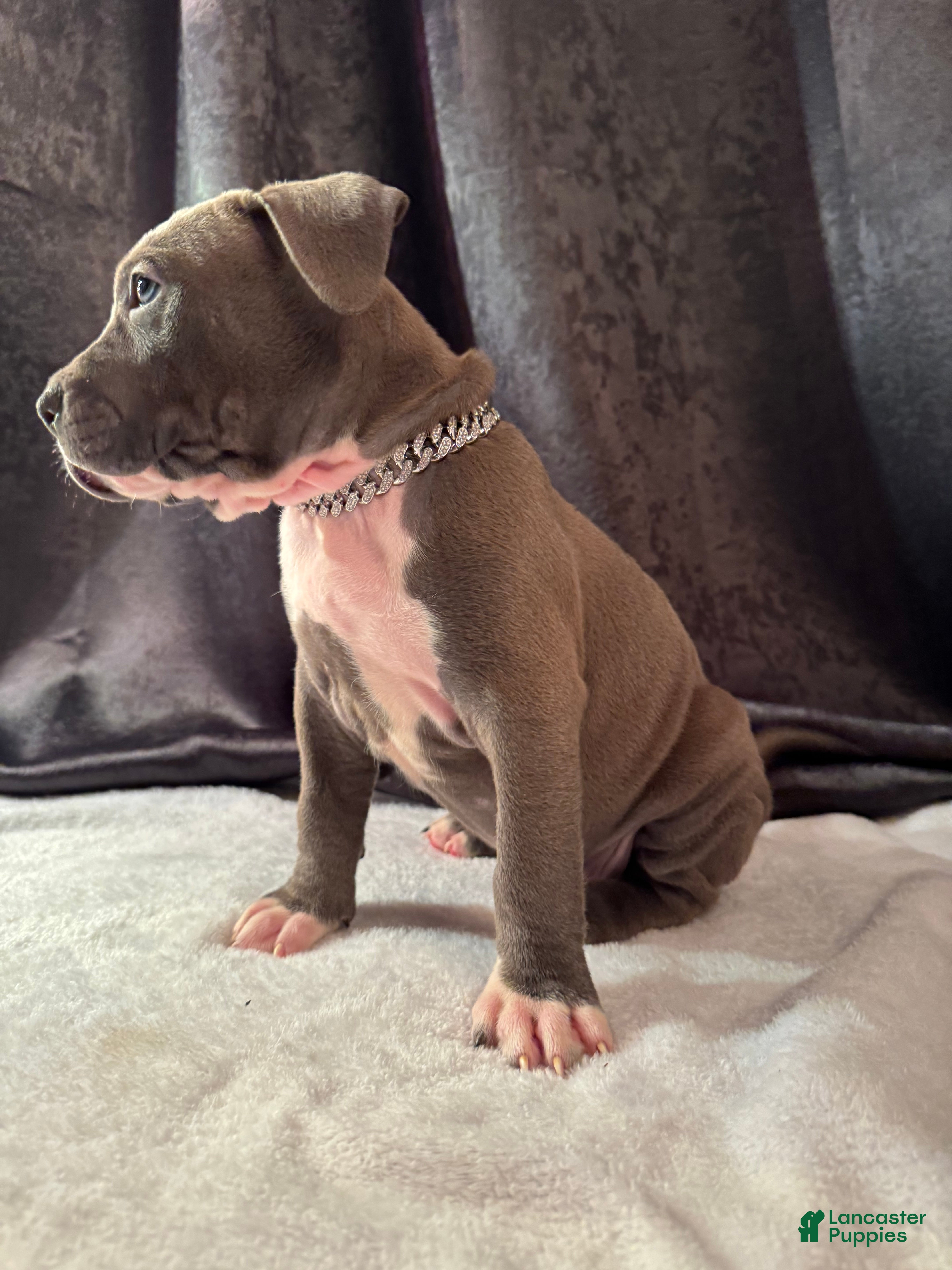 American Bully dogs American Bully Puppy 4 - Ad 1