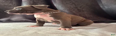 American Bully Puppy 4